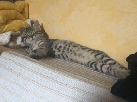 Uèi es un jorn de LOL CAT ou Louison la minette un GIF animé pourri de Philippe Pitet 2022