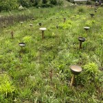 Photo d'une partie de l'installation "Microbassines" revisitée et retravaillée du plasticien Philippe Pitet au cœur de l'Utoparc de Lahage (31) - 2024